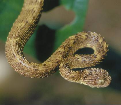 atheris hirstuta.jpg