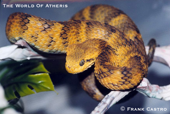 atheris hirstuta2.jpg