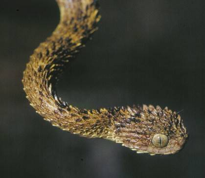 atheris hirstuta3.jpg