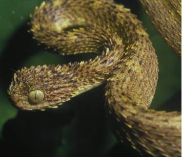 atheris hirstuta4.jpg