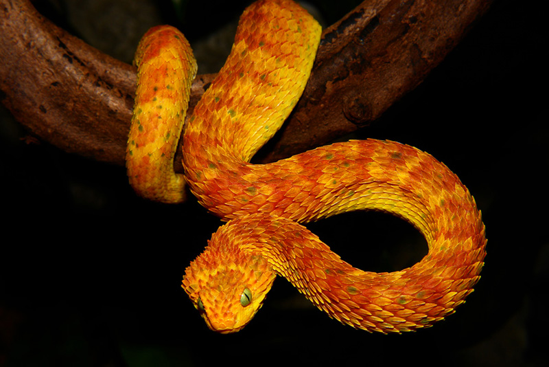 atheris.jpg