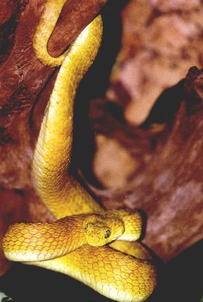 atheris3.jpg