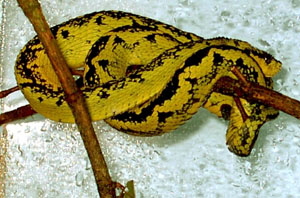 atheris5.jpg