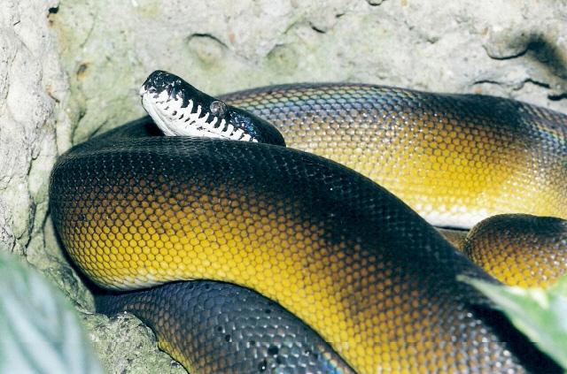 krajta albertisova.jpg