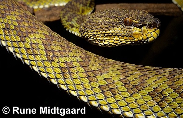 chřestýšovec mangrovový.jpg