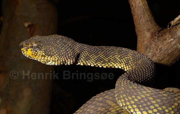 chřestýšovec mangrovový5.jpg